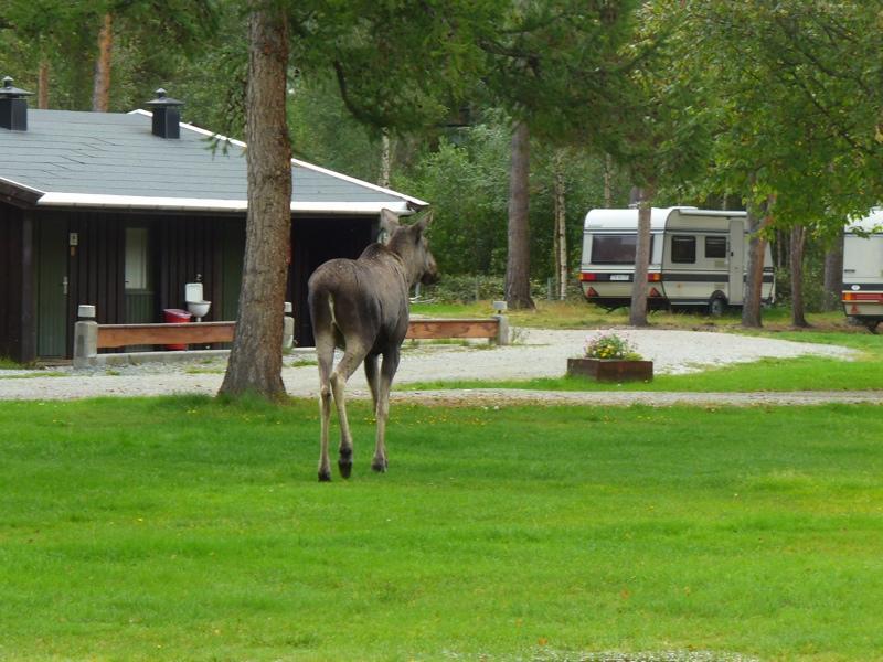 Furuly Camping Nordberg Eksteriør billede